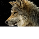 Wolfystudios101