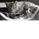 Kittycat_9812. please join the club