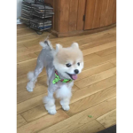 DOGGOS4LIFE!