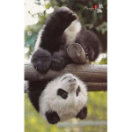 the positive pandas!