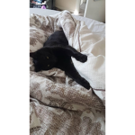 Cat Comunity