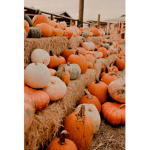 Pumpkin Squad <3