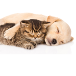 Kira's puppy and kitten group