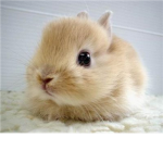 bunny clan  >=D