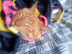 !!!cat
