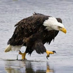 Eagle Studio ™