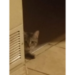 RANDOM KITTY GROUP