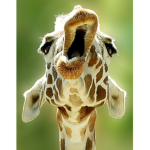 Giraffe_Gang