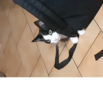 I love cats black and white