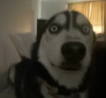 Hi tikotaco