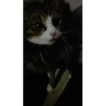 cats pllllll