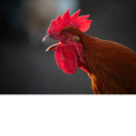 #Chicken Army 4 u!