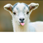 Girl Goat Group (GGG)