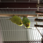 Stella and evie