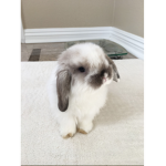 Sniffy the best bunny