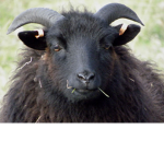 Sheep Co