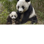 Life Of Panda