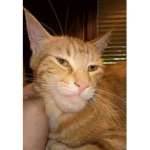EL_GATO Gang