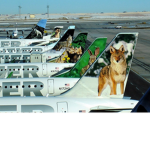 Frontier Airlines[] We don't harm wildlife we ####