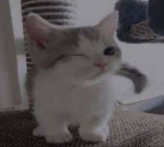 silly kitties productions