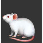 10000000 rats