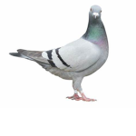the pigeon_cult
