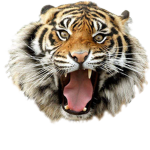 The Tiger Masters