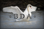 • BDA