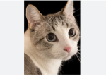 Cute cats :) 123
