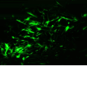 lizard fans hang out 