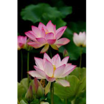 lotus !