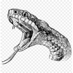 The Anomic Snakes T.A.S