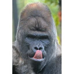 100 Players vs Gorilla (OLD MEDIA)