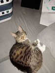 Sophia loves cats forever