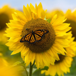 🌻 Sunny Flower 🌻