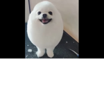Dawgy nation
