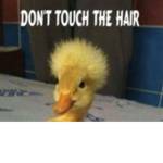 DUCK SQUAD ORANGE