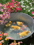 Iron duckies