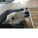 Mon cheval