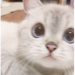 ﹒bwunnies ⸝⸝﹕