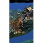 Save the turtles and I oop :)
