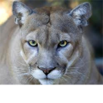 The Killer Cougars