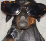 Chilled dogs