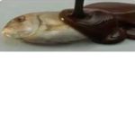 le fishe au chocolat