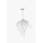 The Plants In The Sky