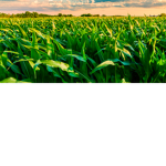 The Great Harvest