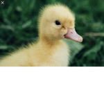 Baby duckie squad