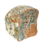 Ancient Bread Group