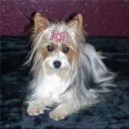 Dog Roblox decal