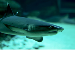 Shark group! (For the people who like sharks)
